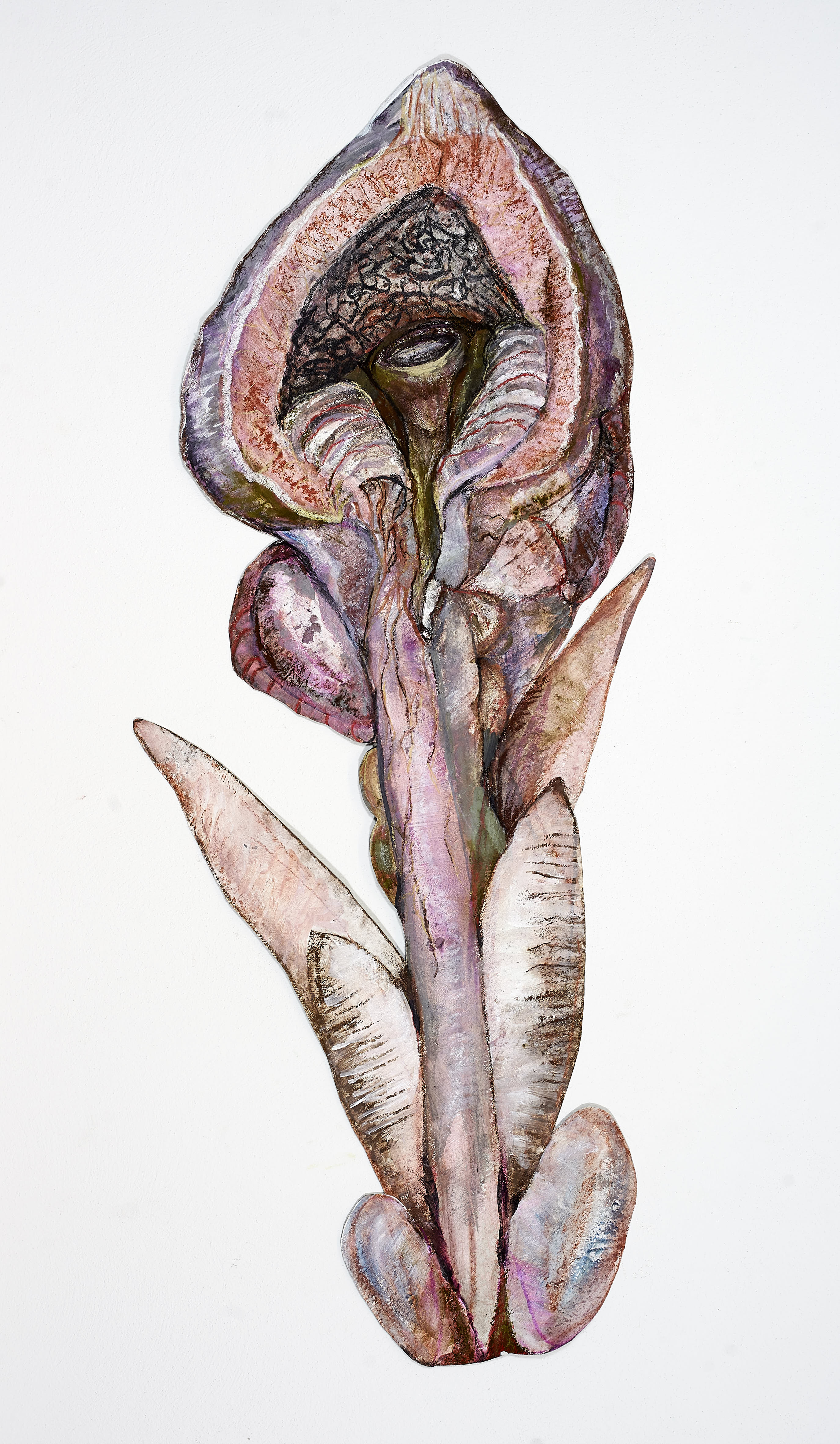urethra masculina